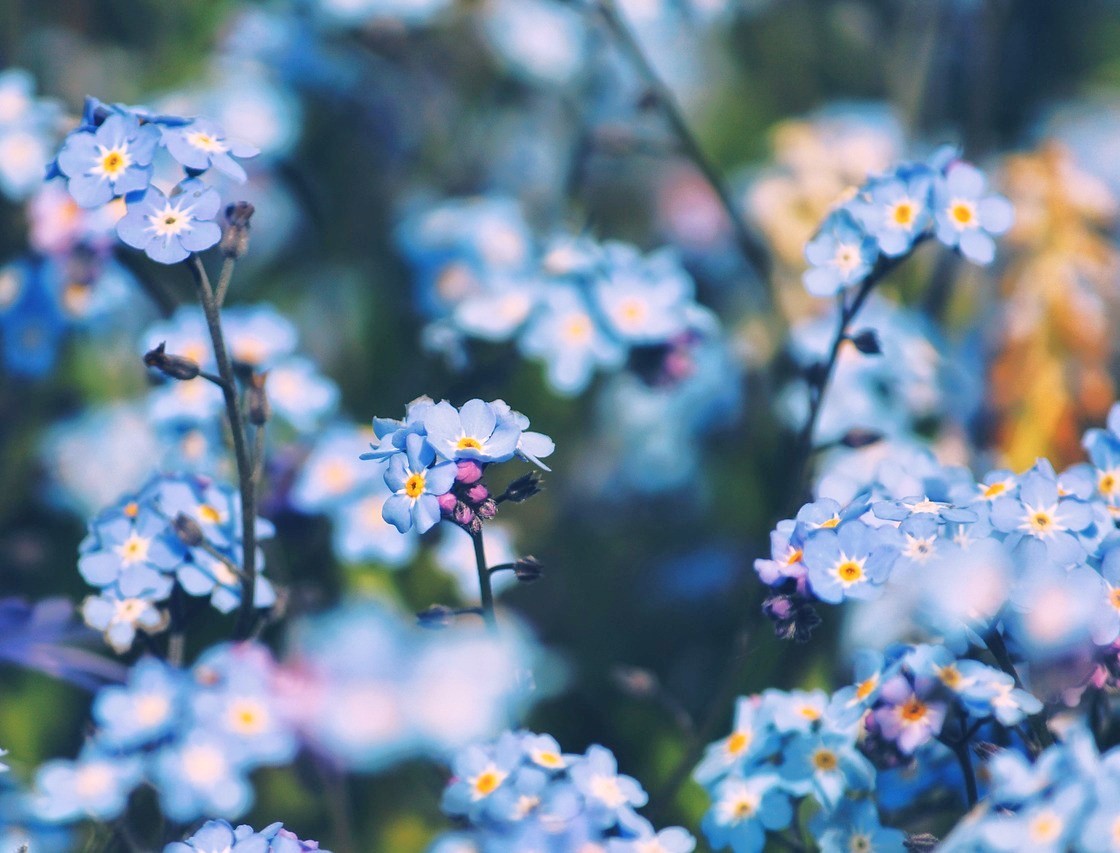 Vergissmeinnicht in sanftem Babyblau – Symbol für Erinnerung und Beziehung